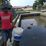 Jadi Sumber Protein, Ikan Nila Laris Manis Diburu Konsumen