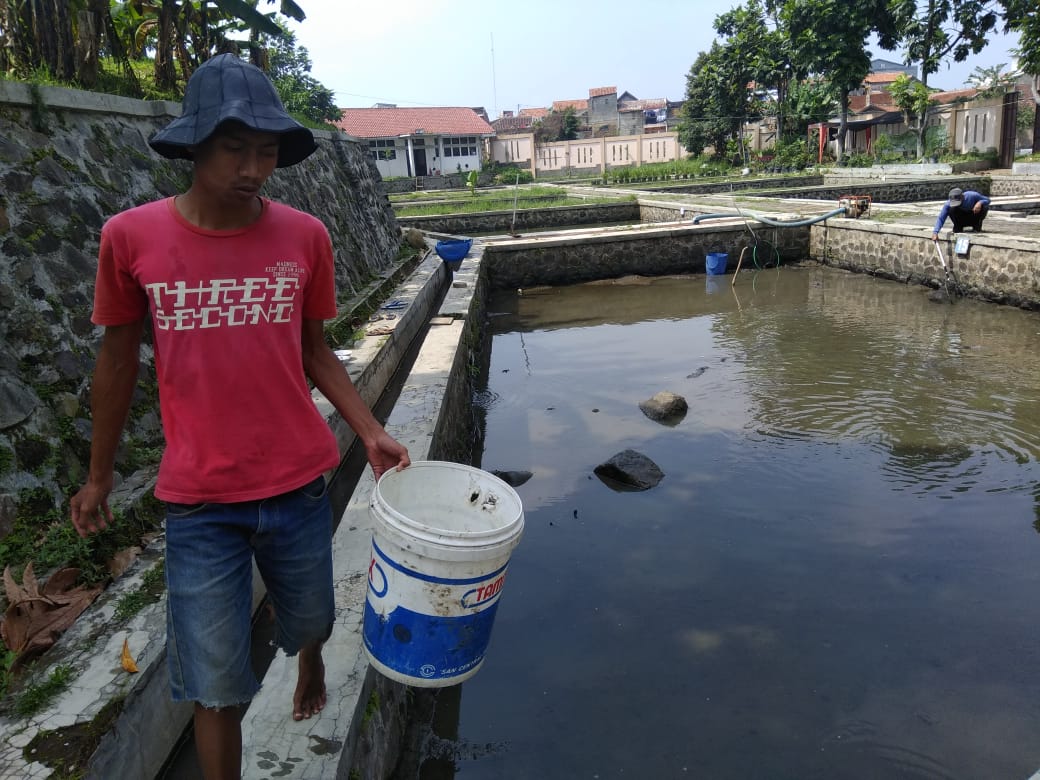 Jadi Sumber Protein, Ikan Nila Laris Manis Diburu Konsumen