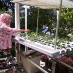 Terbatasnya Lahan Pertanian di kota Cimahi, Dispangtan Dorong Petani Budidaya Tanaman Hidroponik
