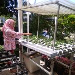 Stay at Home dengan Bercocok Tanam Hidroponik