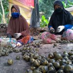 Pengrajin di Cipongkor Mengeluh, Penjualan Kolang Kaling Turun Akibat Wabah COVID-19 Pengrajin di Cipongkor Mengeluh, Penjualan Kolang Kaling Turun Akibat Wabah COVID-19