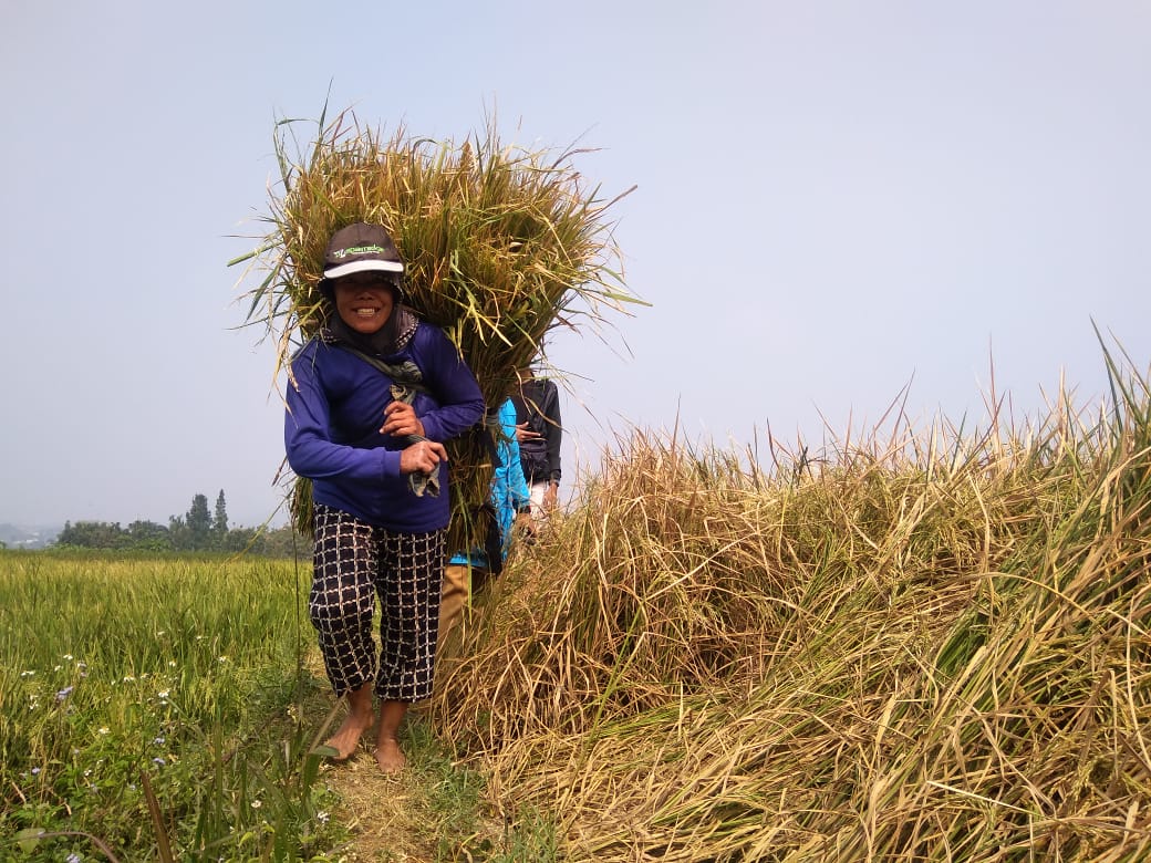 Produksi Padi Cimahi Naik, Beras Tetap Suplai dari Luar Daerah