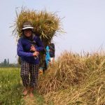 Program Ketahanan Pangan berhasil (Foto Ilustrasi/Dok Jabarekspres)