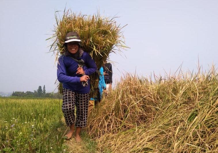 Program Ketahanan Pangan berhasil (Foto Ilustrasi/Dok Jabarekspres)