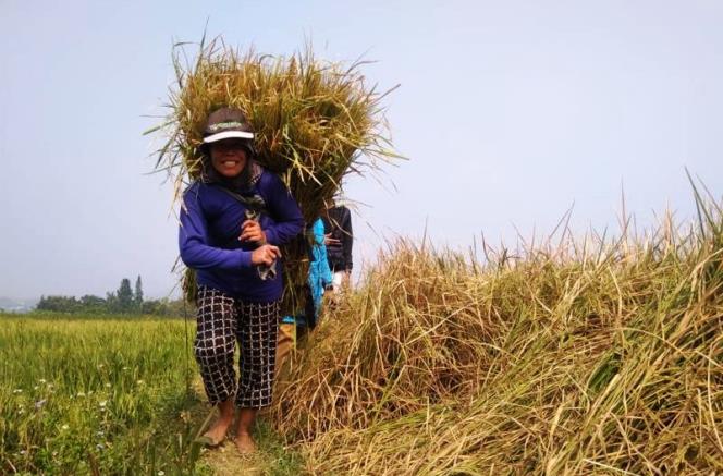 Dispangtan Akui Kesulitan Penuhi Kebutuhan Pangan Mandiri