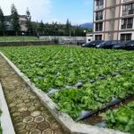 Lahan Tidur Milik Mako Brimob Ditanami Sayuran, Setiap Panen Dibagikan ke Masyarakat