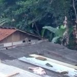 Kawanan Monyet Liar Ngamuk di Permukiman Warga Pertanda Apakah Ini?