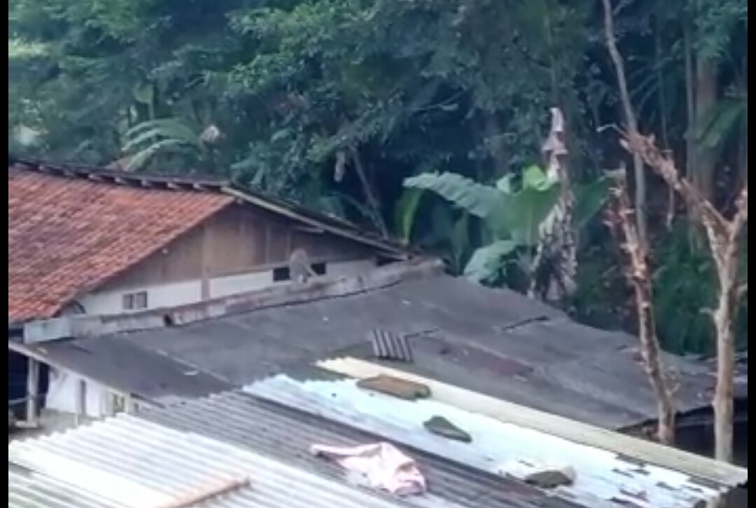 Kawanan Monyet Liar Ngamuk di Permukiman Warga Pertanda Apakah Ini? Kawanan Monyet Liar Ngamuk di Permukiman Warga Pertanda Apakah Ini?