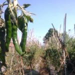 Terapkan Digitalisasi Pertanian