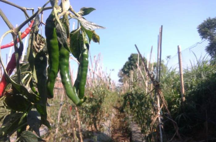 Terapkan Digitalisasi Pertanian