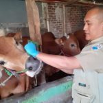 Dispangtan Targetkan Vaksin 75 Sapi Betina Tahun Ini