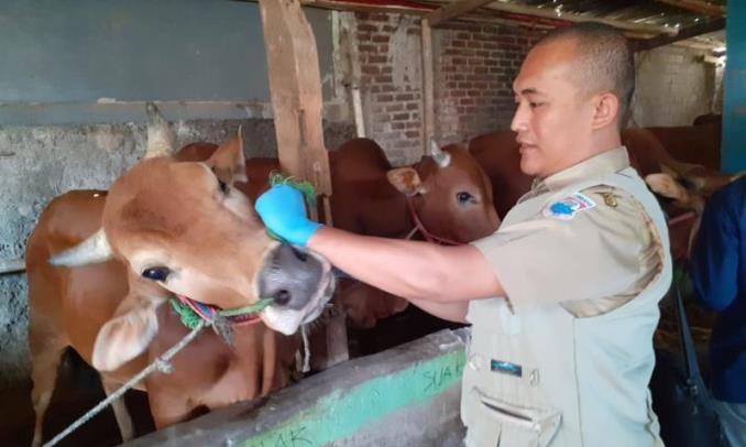 Dispangtan Targetkan Vaksin 75 Sapi Betina Tahun Ini