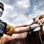 Larang Pembagian Kurban dengan Berkerumun, Panitia Sebaiknya Terapkan Sistem Antar