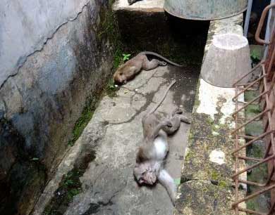 Tiga Monyet di Lembang Ditemukan Mati di Selokan, Diduga Diracun Warga