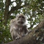 Warga Memilih Damai dengan Monyet, Tempat Wisata Mandiri Segera Dibuat