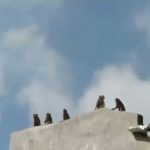 Gerombolan Monyet Liar di Lembang Turun ke Pemukiman Warga, Fenomena Apa Ini?