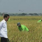 Kementan Tidak Diajak Presiden Garap Lahan Food Estate di Kalimantan, Ada Apa?