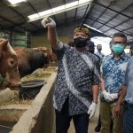 227 Sapi dan 155 Domba Tak Layak Kurban
