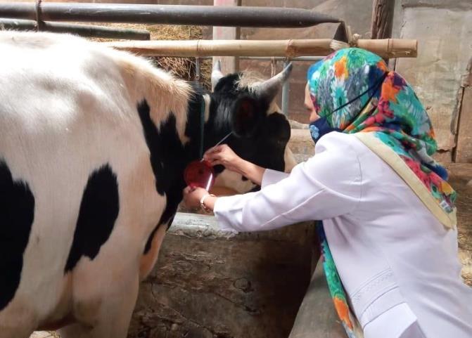 Dispangtan Temukan 388 Hewan Tak Layak Kurban