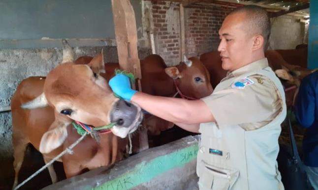 Penjual Hewan Kurban Wajib Punya Hasil Rapid Test
