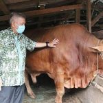 Dorong Warga Beli Hewan Kurban Secara Online