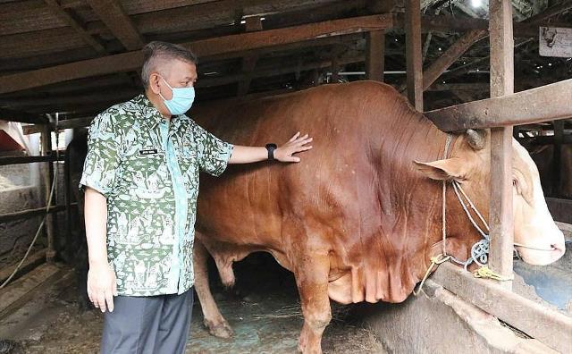 Dorong Warga Beli Hewan Kurban Secara Online Dorong Warga Beli Hewan Kurban Secara Online