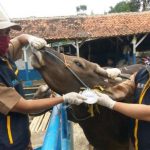Pastikan Kesehatan Hewan Kurban, Disnakan Sisir Pedagang