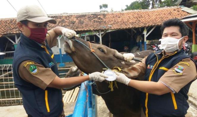 Pastikan Kesehatan Hewan Kurban, Disnakan Sisir Pedagang