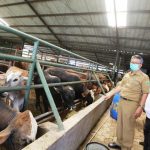 Pastikan Kesehatan Hewan Kurban, Distan Sebar Ratusan Petugas