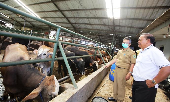 Pastikan Kesehatan Hewan Kurban, Distan Sebar Ratusan Petugas Pastikan Kesehatan Hewan Kurban, Distan Sebar Ratusan Petugas