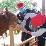 241 Hewan Kurban di Bandung Tak Layak Jual