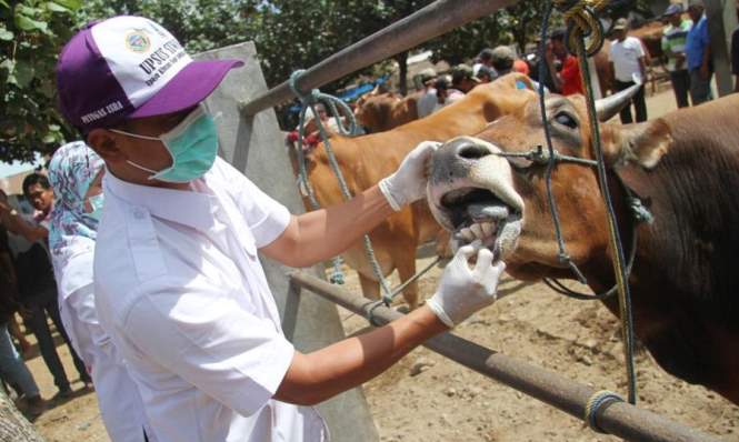 Daging Diantar ke Rumah Penerima