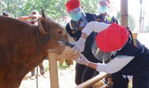 Petugas kesehatan dari Dinas Pangan dan Pertanian Kota Bandung memeriksa kesehatan hewan yang akan dijual untuk keperluan kurban.