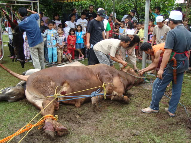 qurban