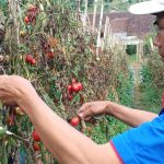 Petani Sayur di Lembang Mengeluh Harga Jual Terjun Bebas