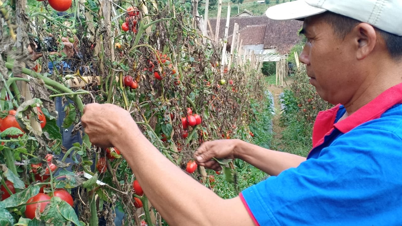 Petani Sayur di Lembang Mengeluh Harga Jual Terjun Bebas