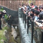 Irfan Hakim dan Panji Turun Tangan Pindahkan Buaya Muara ke Lembang Park and Zoo