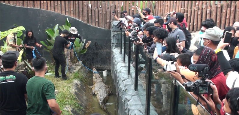 Irfan Hakim dan Panji Turun Tangan Pindahkan Buaya Muara ke Lembang Park and Zoo