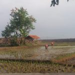 Program Lahan Pertanian Berkelanjutan Harus Segera Disosialisasikan