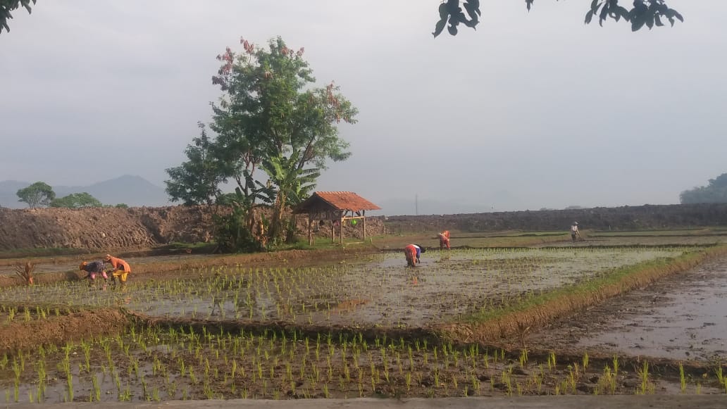 Program Lahan Pertanian Berkelanjutan Harus Segera Disosialisasikan Program Lahan Pertanian Berkelanjutan Harus Segera Disosialisasikan