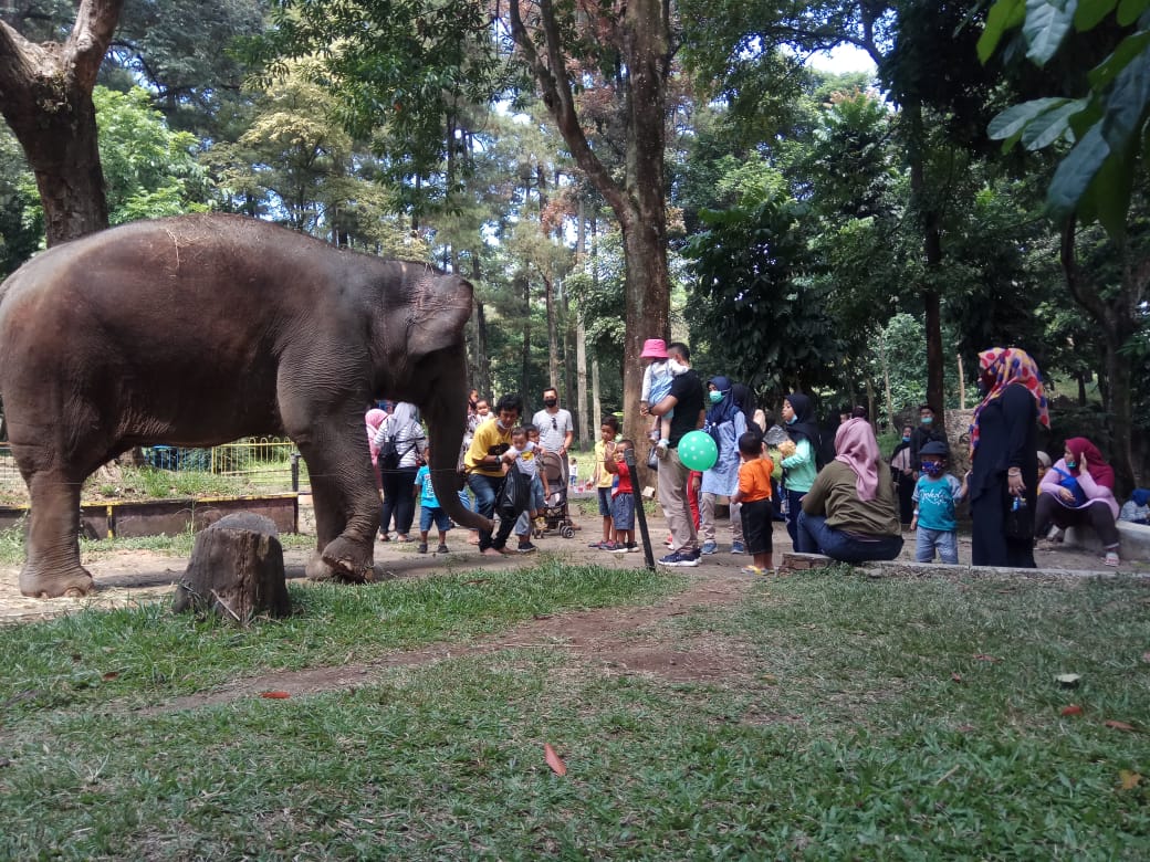 Pengunjung Kebun Binatang Bandung Kembali Melonjak Saat Libur Panjang