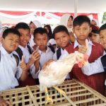 Covid-19, Program Chickenisasi Tertunda