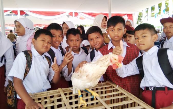 Covid-19, Program Chickenisasi Tertunda Covid-19, Program Chickenisasi Tertunda