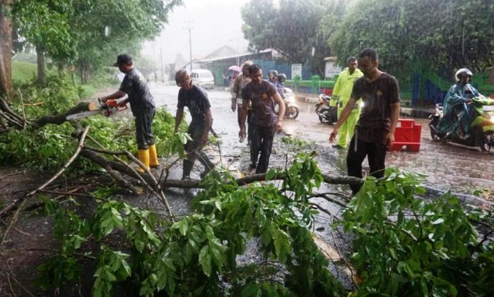 Cek Pohon Mati, DLH Libatkan Tenaga Ahli