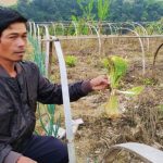 Harga Sayuran Jeblok, Petani Merugi