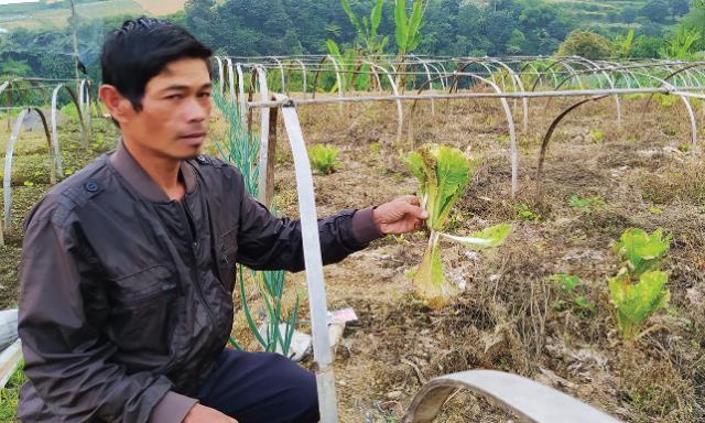 Harga Sayuran Jeblok, Petani Merugi Harga Sayuran Jeblok, Petani Merugi