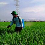 BRI Salurkan Kredit untuk Pertanian Sebesar Rp117,54 triliun