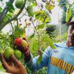 Petani Sayuran Menjerit, di Lembang Tomat Hanya Dihargai Rp1.000 per Kilo