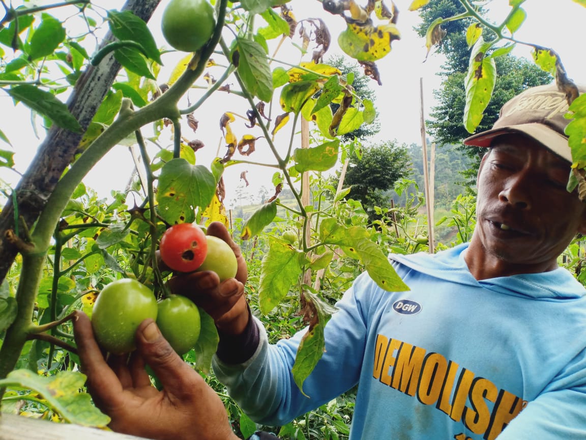 Petani Sayuran Menjerit, di Lembang Tomat Hanya Dihargai Rp1.000 per Kilo