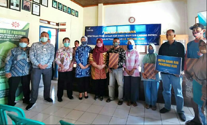 Penetrasi PEN, bank bjb Salurkan KUR kepada Petani di Indramayu